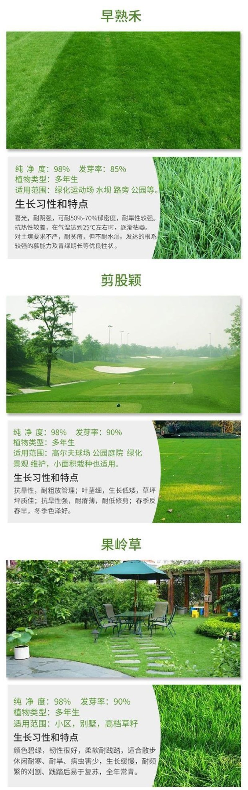 台湾矮生百慕大种子果岭草地毯草种籽剪股颖别墅庭院草坪种籽