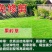 台湾矮生百慕大种子果岭草地毯草种籽剪股颖别墅庭院草坪种籽