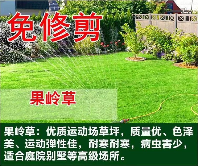 台湾矮生百慕大种子果岭草地毯草种籽剪股颖别墅庭院草坪种籽