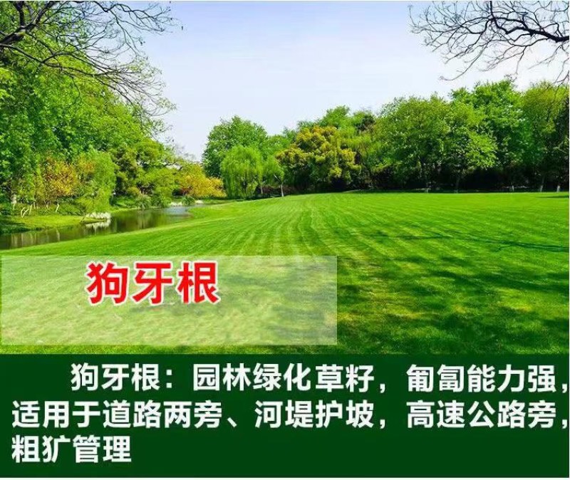 台湾矮生百慕大种子果岭草地毯草种籽剪股颖别墅庭院草坪种籽