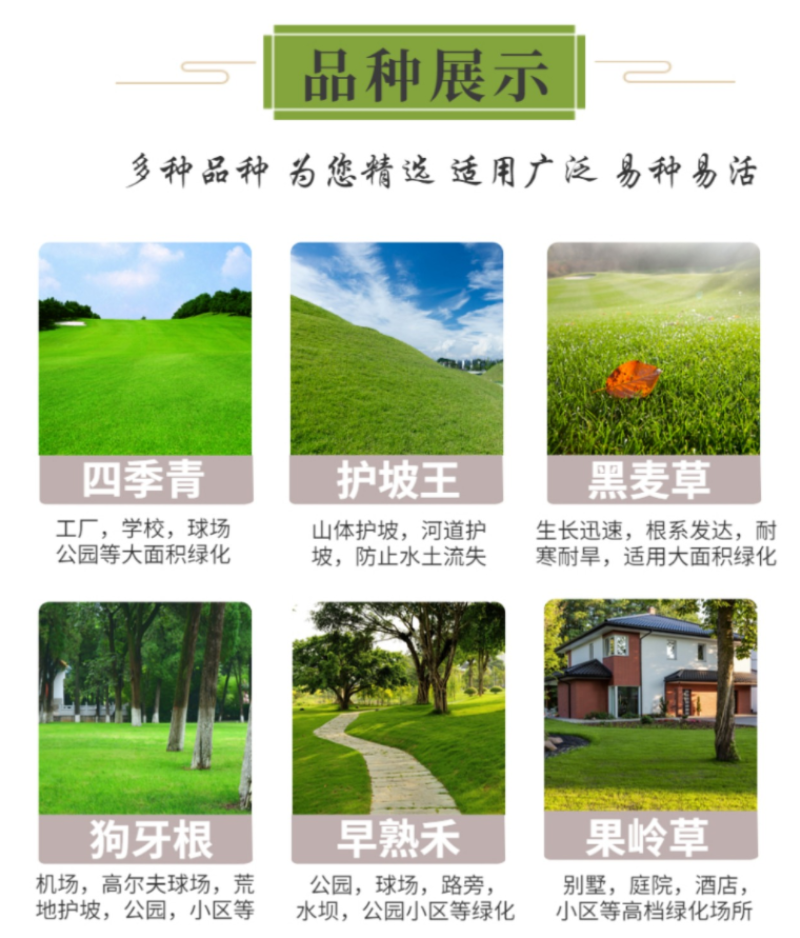 台湾矮生百慕大种子果岭草地毯草种籽剪股颖别墅庭院草坪种籽