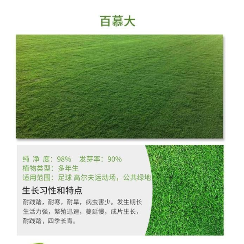 台湾矮生百慕大种子果岭草地毯草种籽剪股颖别墅庭院草坪种籽