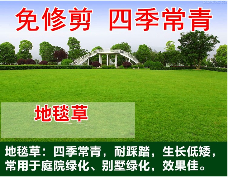 台湾矮生百慕大种子果岭草地毯草种籽剪股颖别墅庭院草坪种籽