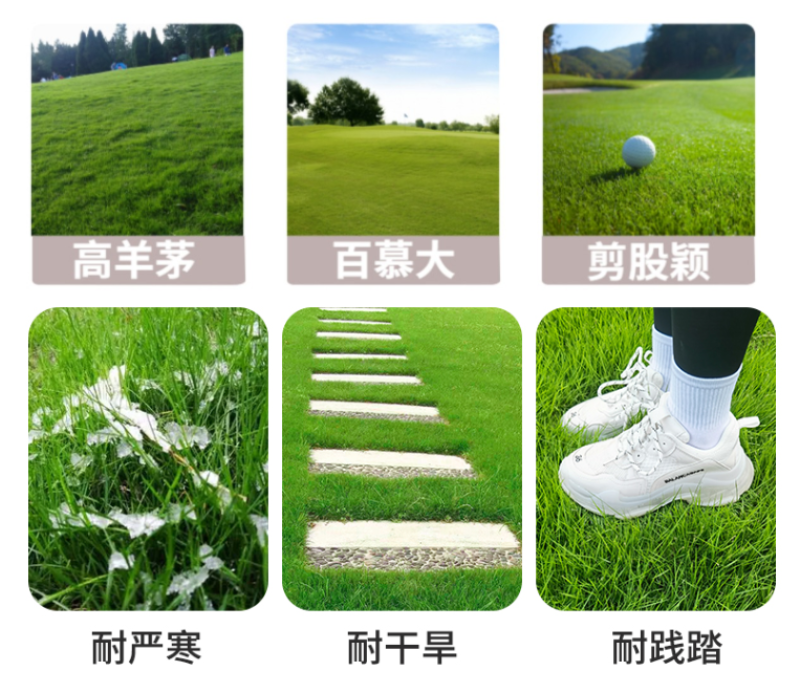 台湾矮生百慕大种子果岭草地毯草种籽剪股颖别墅庭院草坪种籽