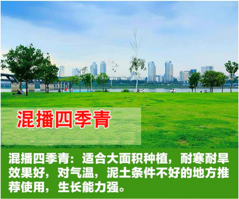 台湾矮生百慕大种子果岭草地毯草种籽剪股颖别墅庭院草坪种籽