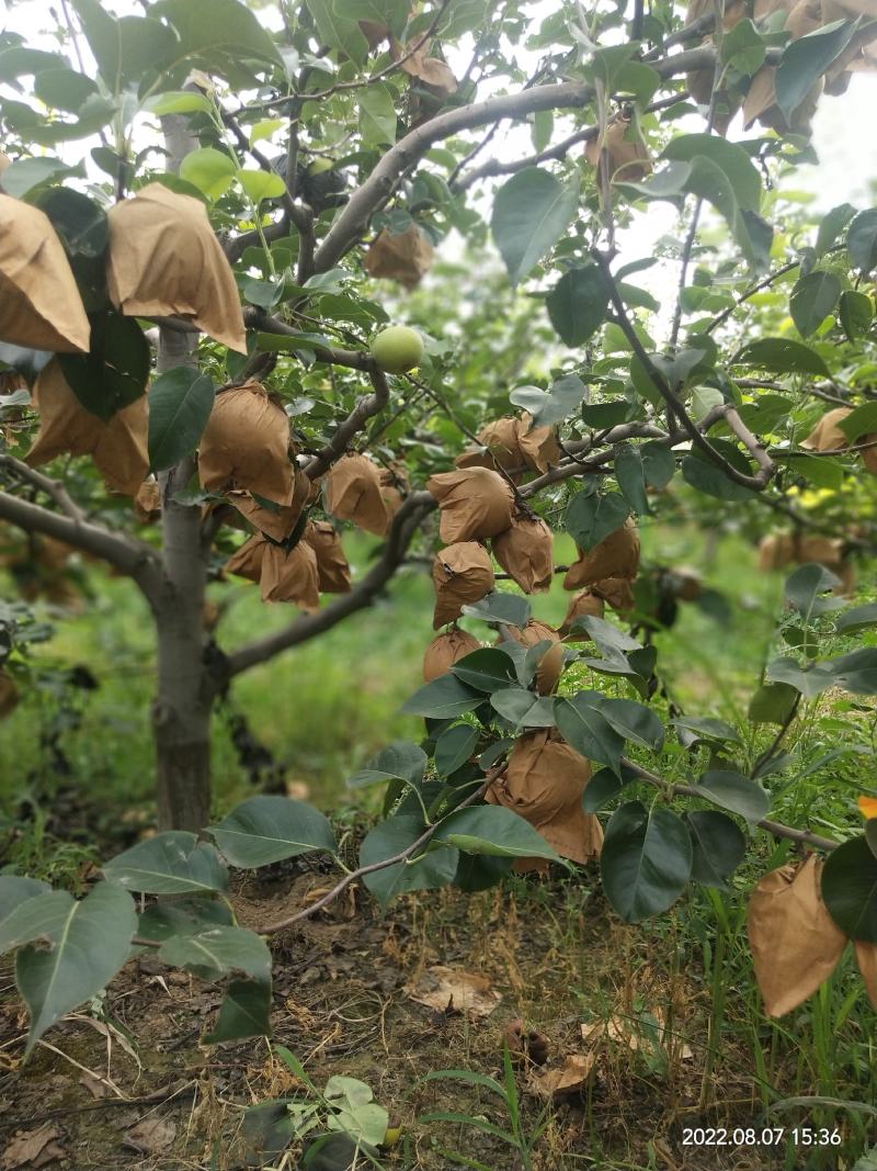 东营市富硒媚梨七号黄冠梨种植基地现货上市欢迎实地考察