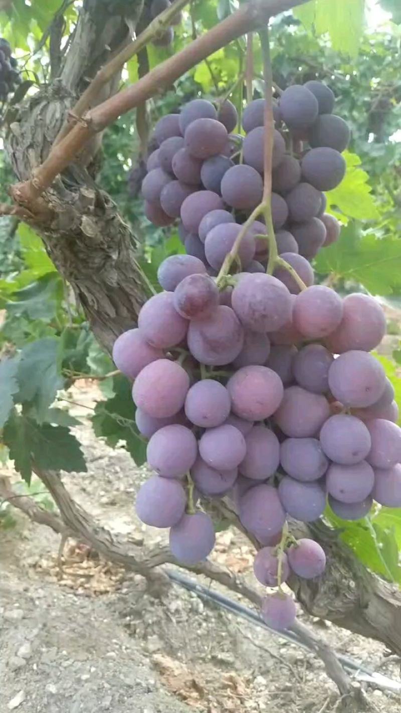 红提葡萄新疆戈壁地高糖分脆甜耐储耐运红提大量现货