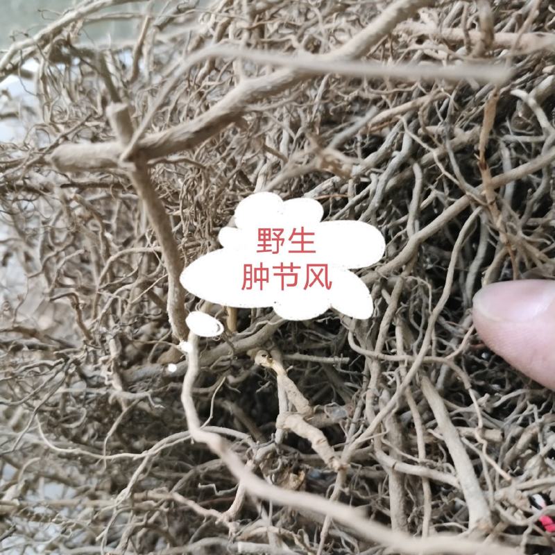 肿节风~九节茶根~草珊瑚根~真材实料，货真价实，欢迎下单