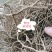 肿节风~九节茶根~草珊瑚根~真材实料，货真价实，欢迎下单