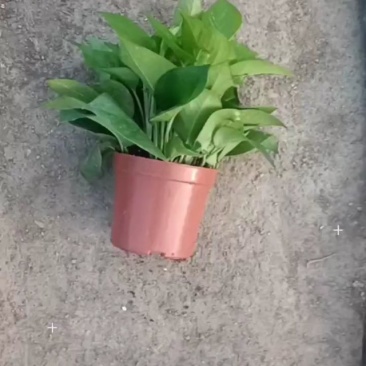 精品绿萝除甲醛净化空气室内植物水培花卉绿植绿箩新房家用