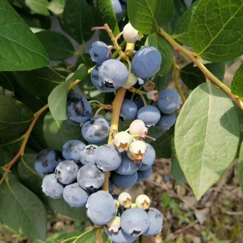 蓝莓苗