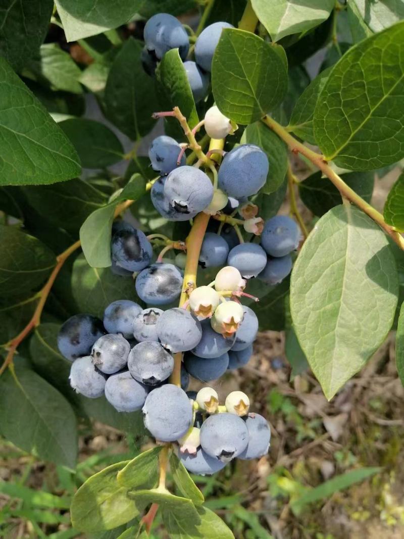 蓝莓苗
