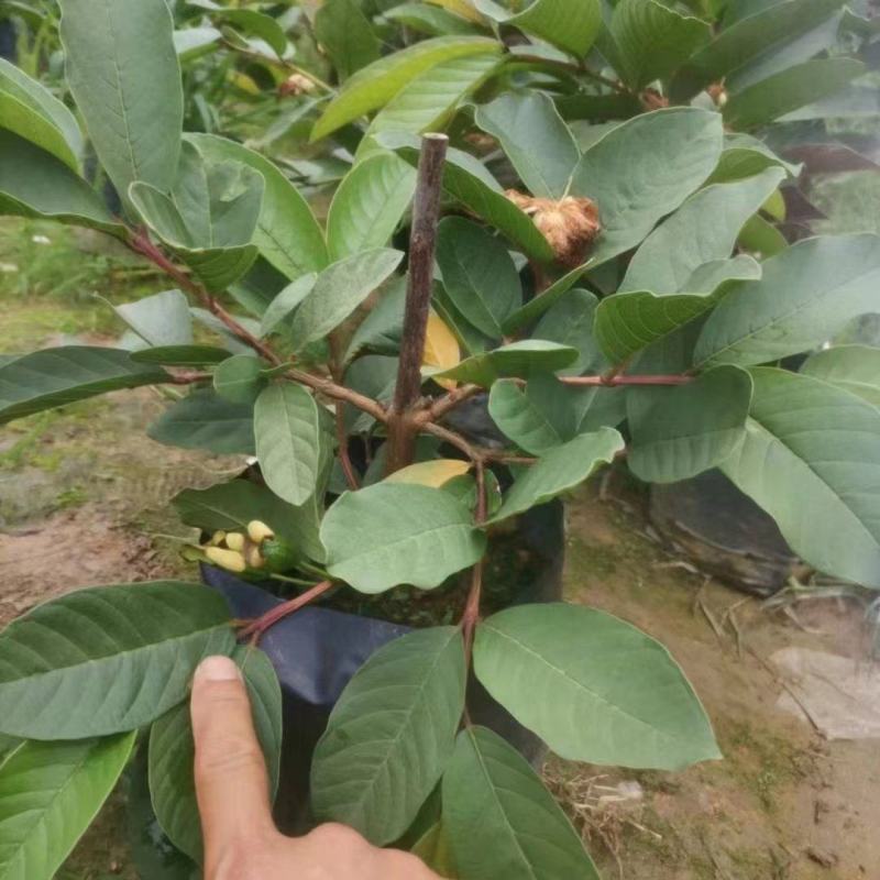 白心珍珠番石榴苗