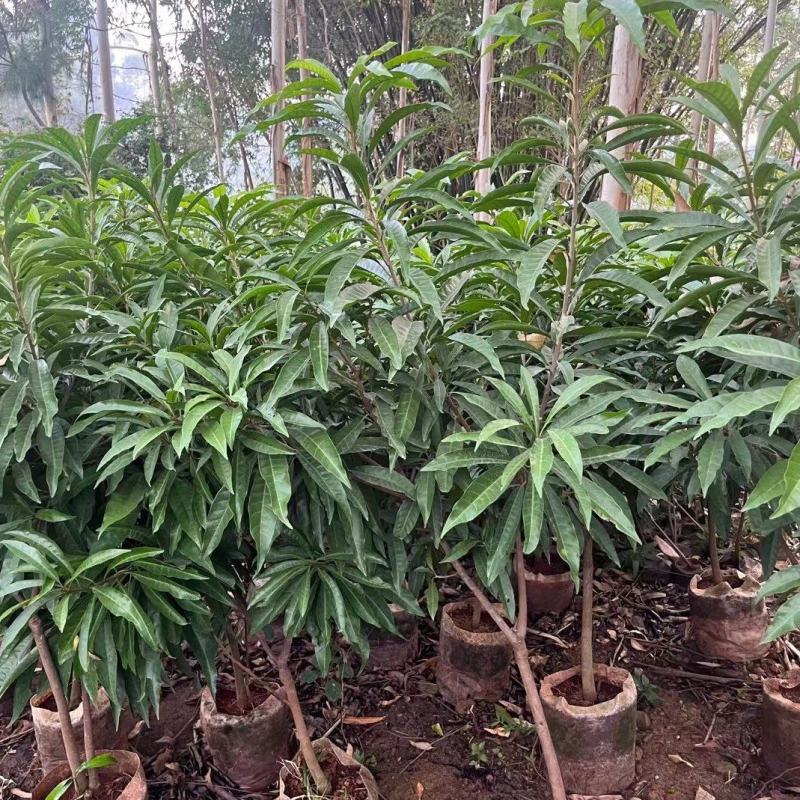 耀堂仙桃果苗