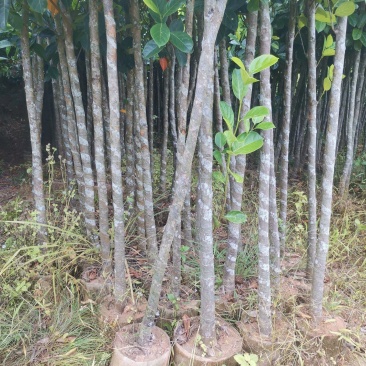菠萝直生大杯苗