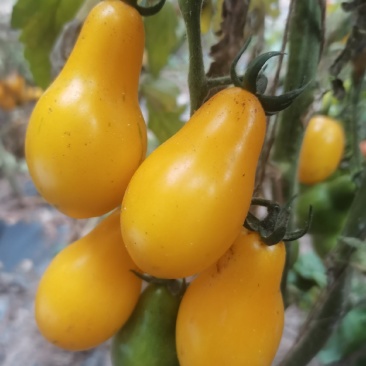 圣女果彩虹番茄种子，大果樱桃番茄种子，梨型樱桃番茄种子。