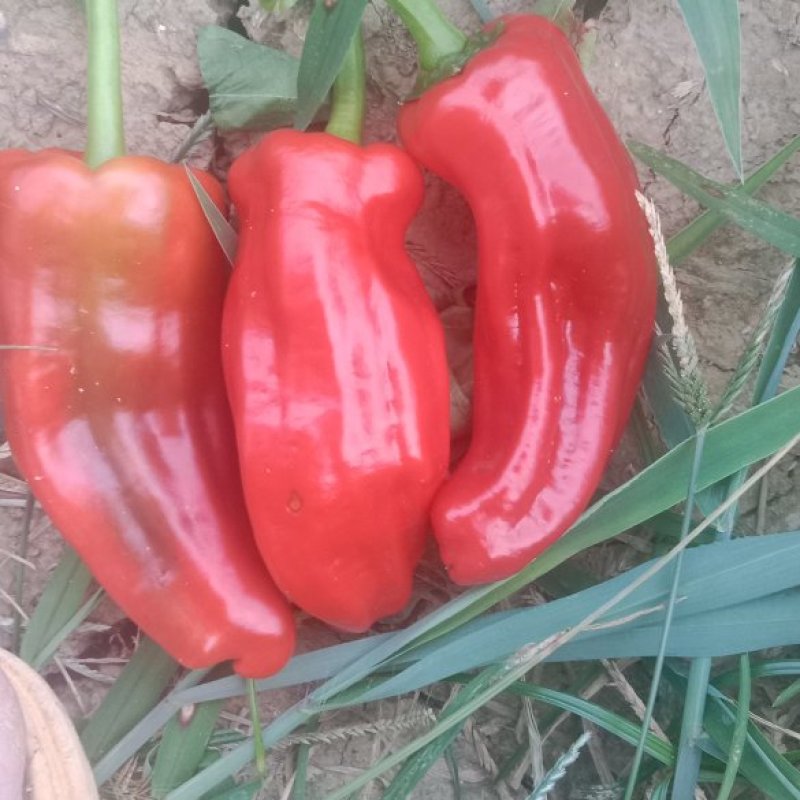 鲜辣椒