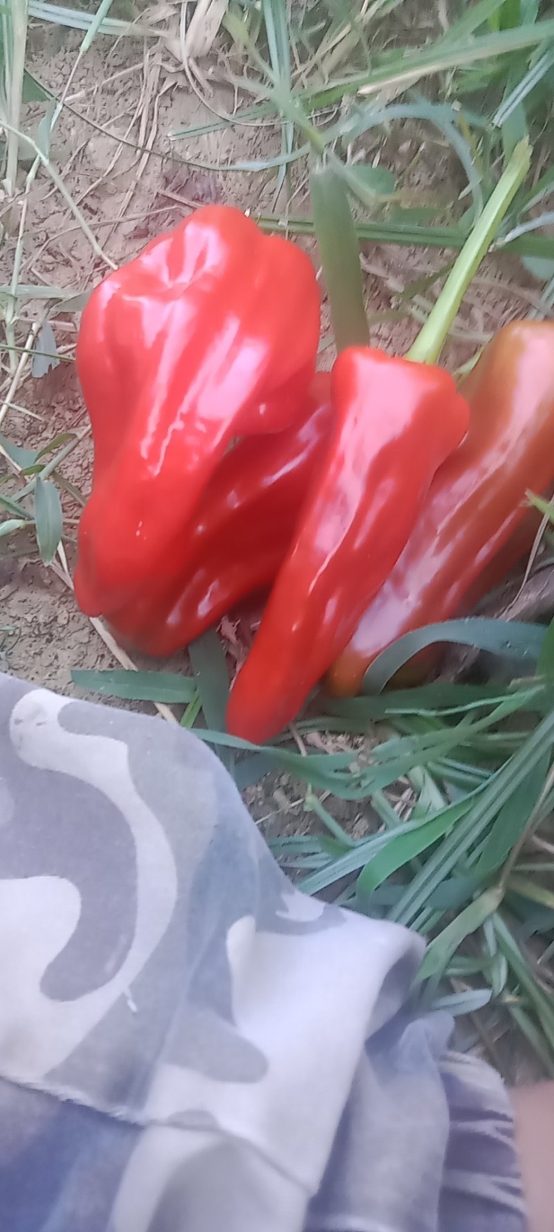 鲜辣椒