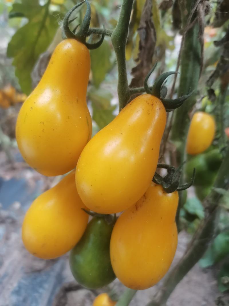 圣女果彩虹番茄种子，大果樱桃番茄种子，梨型樱桃番茄种子。