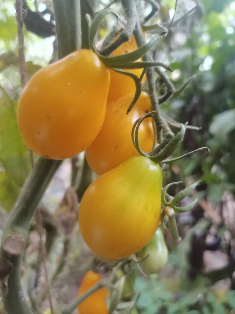 圣女果彩虹番茄种子，大果樱桃番茄种子，梨型樱桃番茄种子。