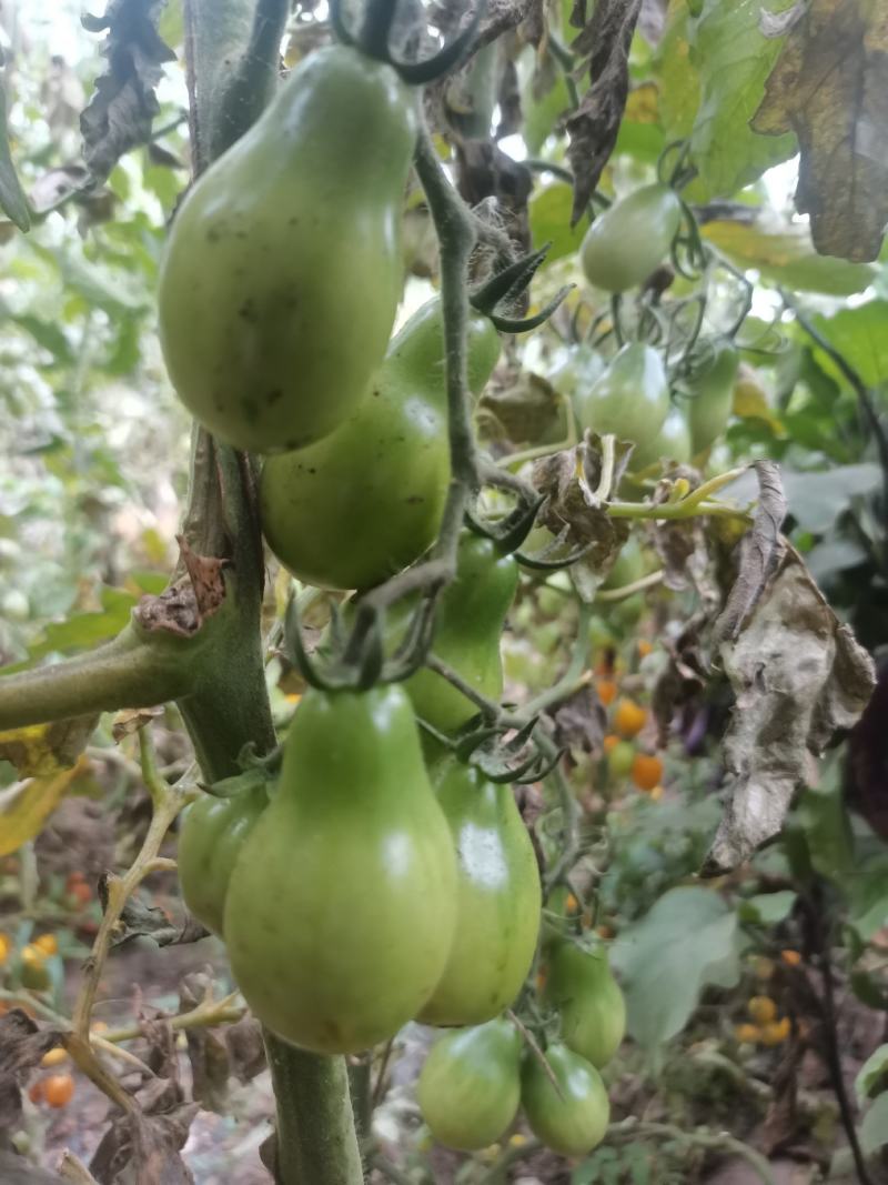 圣女果彩虹番茄种子，大果樱桃番茄种子，梨型樱桃番茄种子。