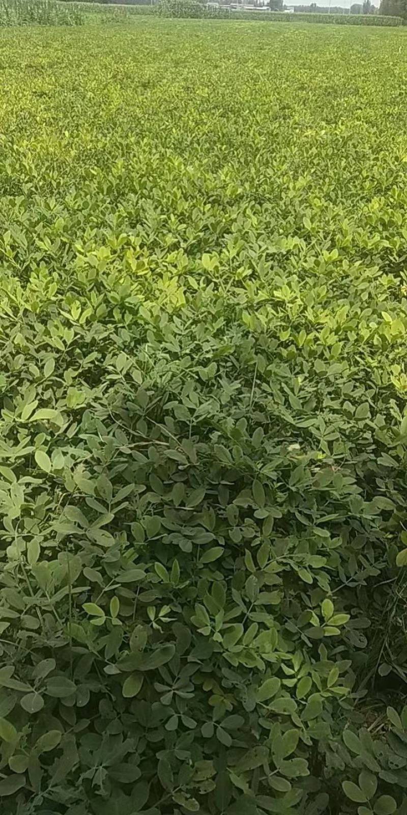 带壳儿干花生开封市尉氏县大量有货，常年有货。