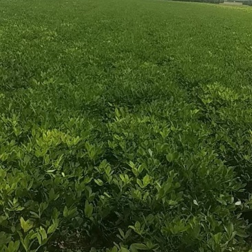 带壳儿干花生开封市尉氏县大量有货，常年有货。