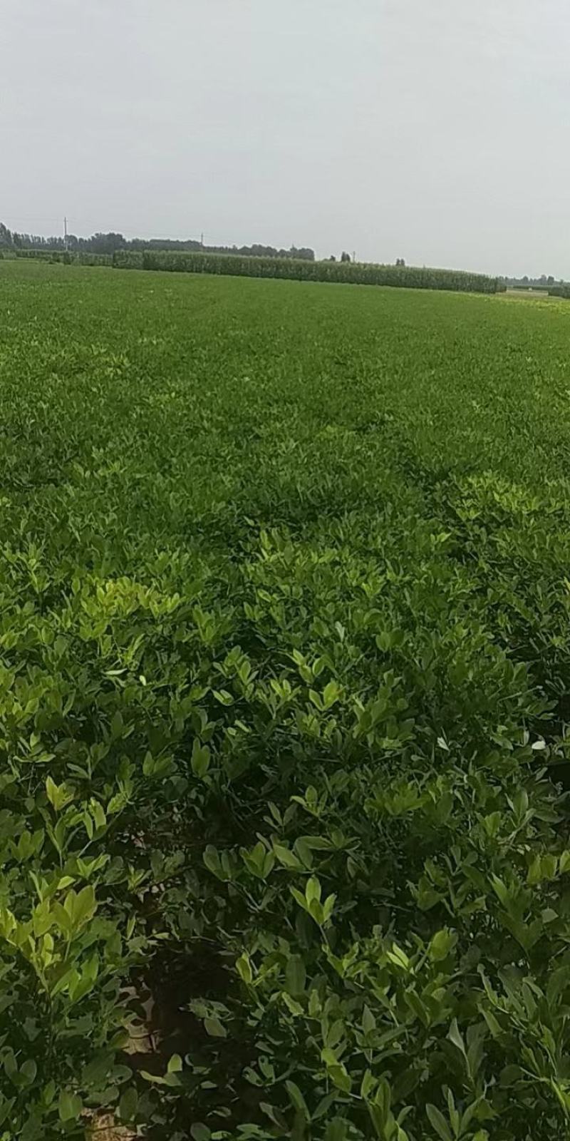 带壳儿干花生开封市尉氏县大量有货，常年有货。