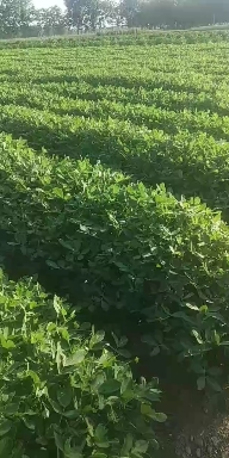 带壳儿干花生开封市尉氏县大量有货，常年有货。