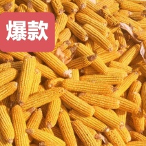 玉米粒批发饲料玉米中储粮干玉米