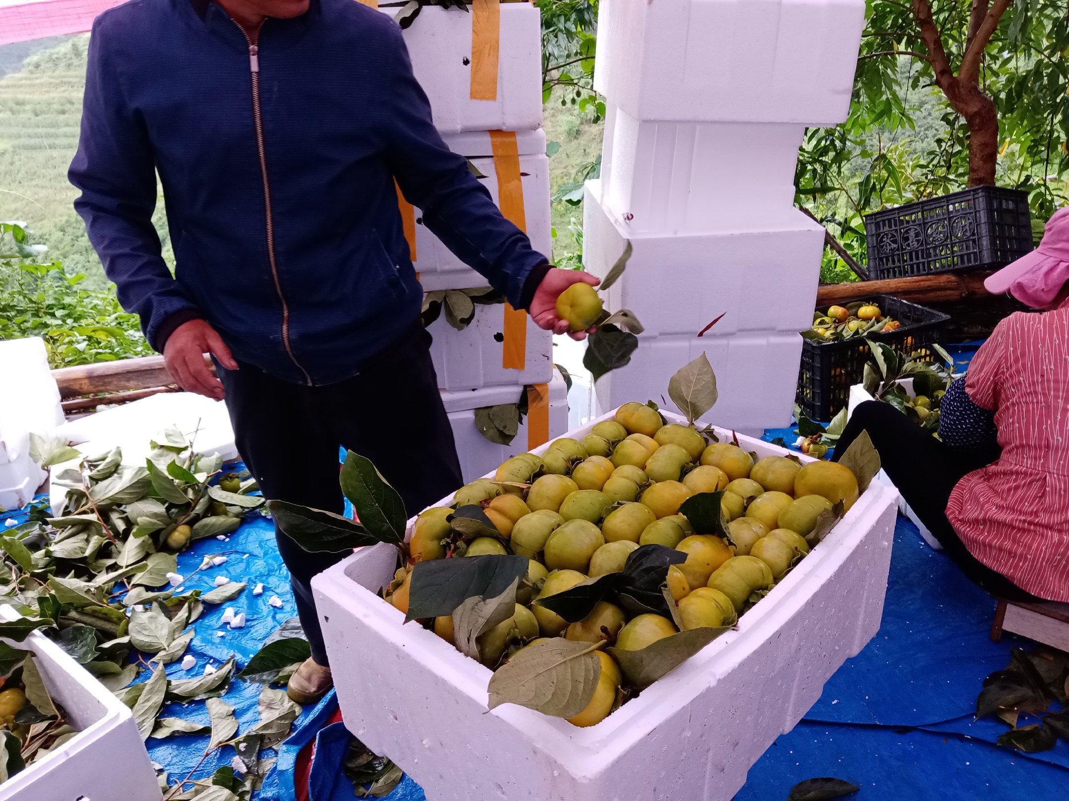 冻柿子采摘与包装场景,展示农民在果园中采摘成熟柿子,并进行低温包装的过程 冻柿子采摘与包装场景