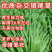 多年生牧草种子美洲杂交草狼尾草种子四季常青鸡鸭鹅牛羊鱼草