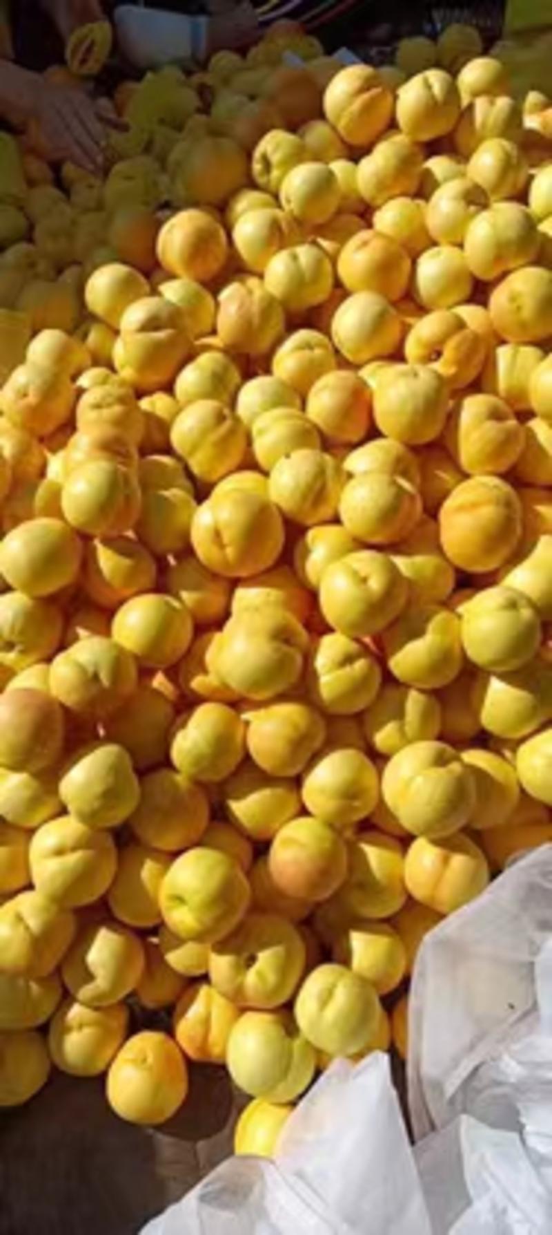 辽宁营口-桃-黄桃以成熟大量上市欢迎咨询