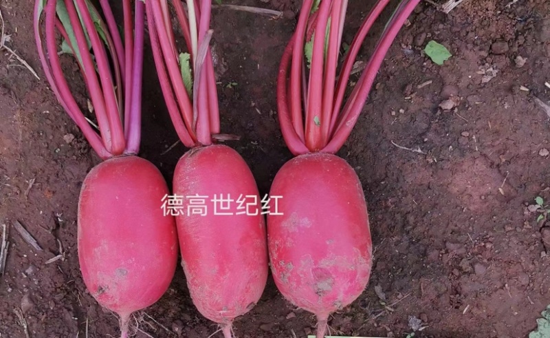 德高世纪红萝卜种子满身红类型萝卜一代杂交品种表皮红亮