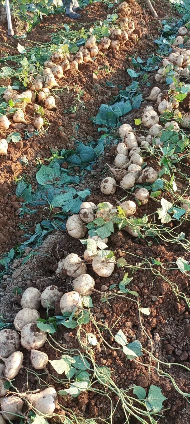 江西豆薯甜脆多汁口感好水分足皮易撕土地瓜水果型凉薯