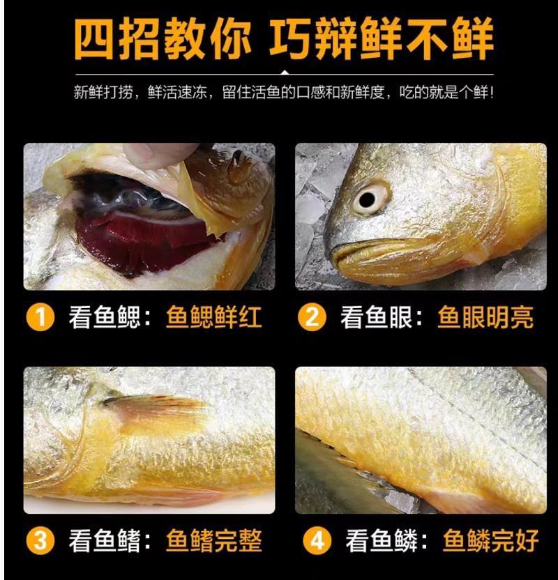 连云港发货新鲜海捕大黄鱼一条9两-1斤左右