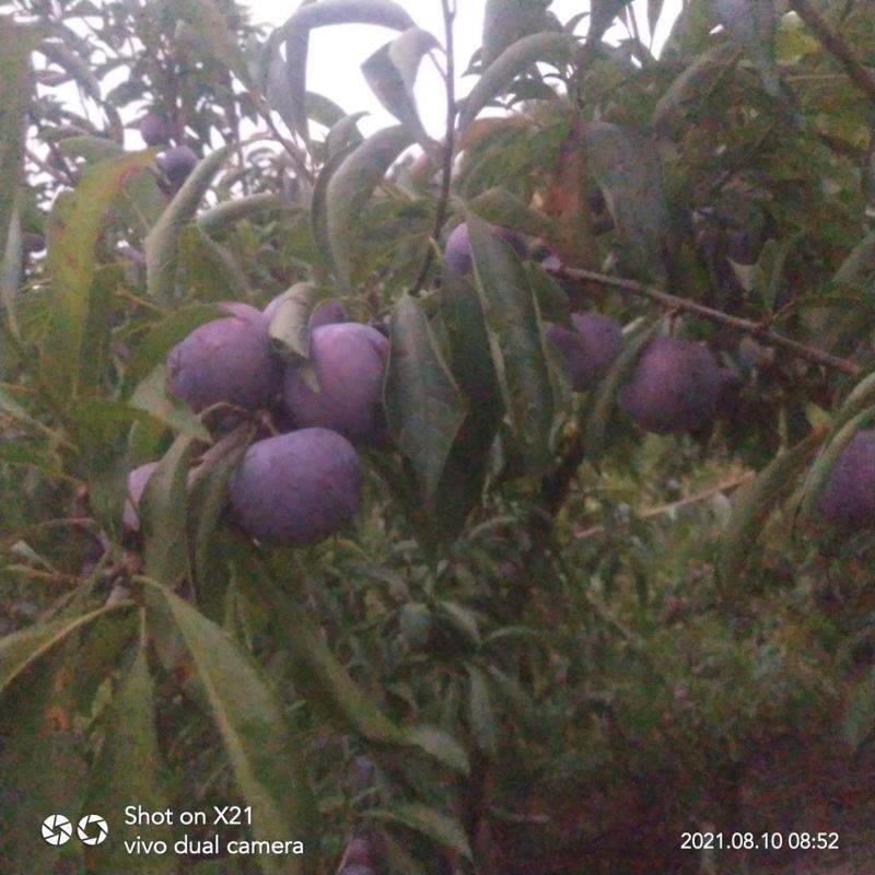 脆红李子