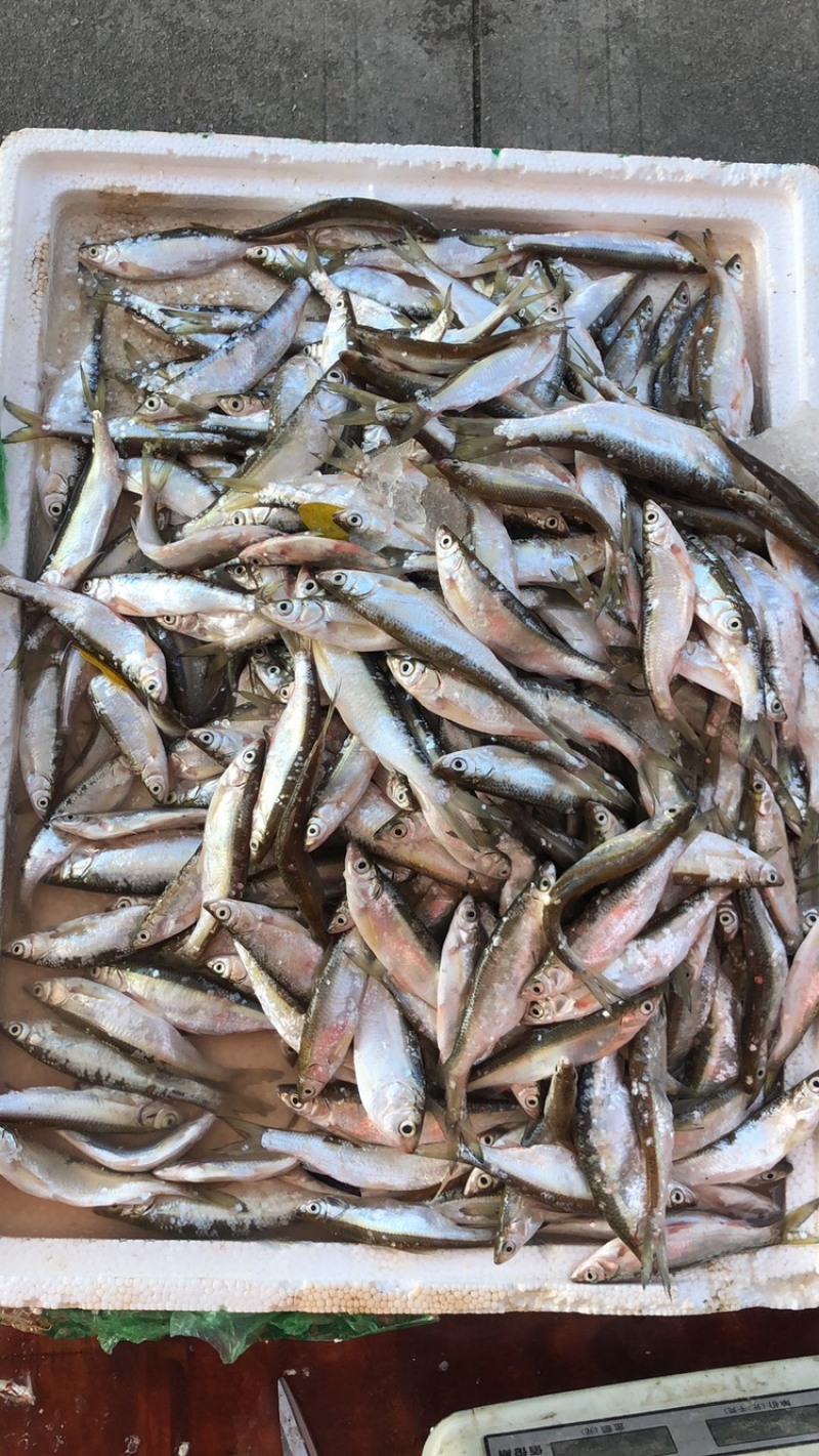 蓝刀鱼