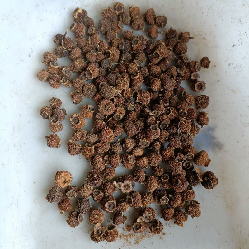 贵农1号至5号刺梨种子1斤起发货有8千至1万棵左右