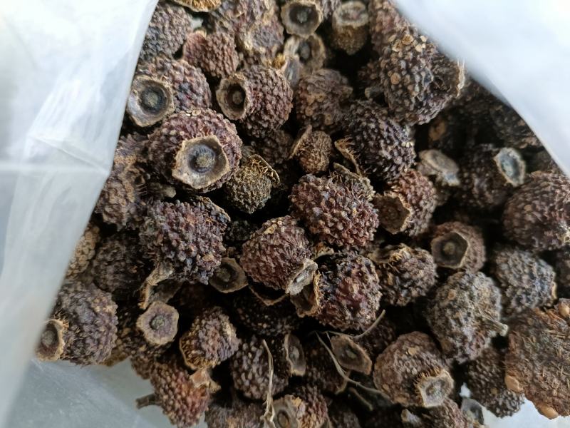 贵农1号至5号刺梨种子1斤起发货有8千至1万棵左右