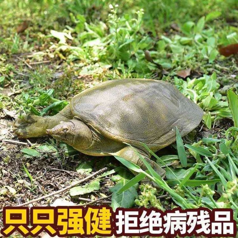 甲鱼活体甲鱼苗野外大甲鱼活体食用大甲鱼甲鱼苗老鳖土鳖王八
