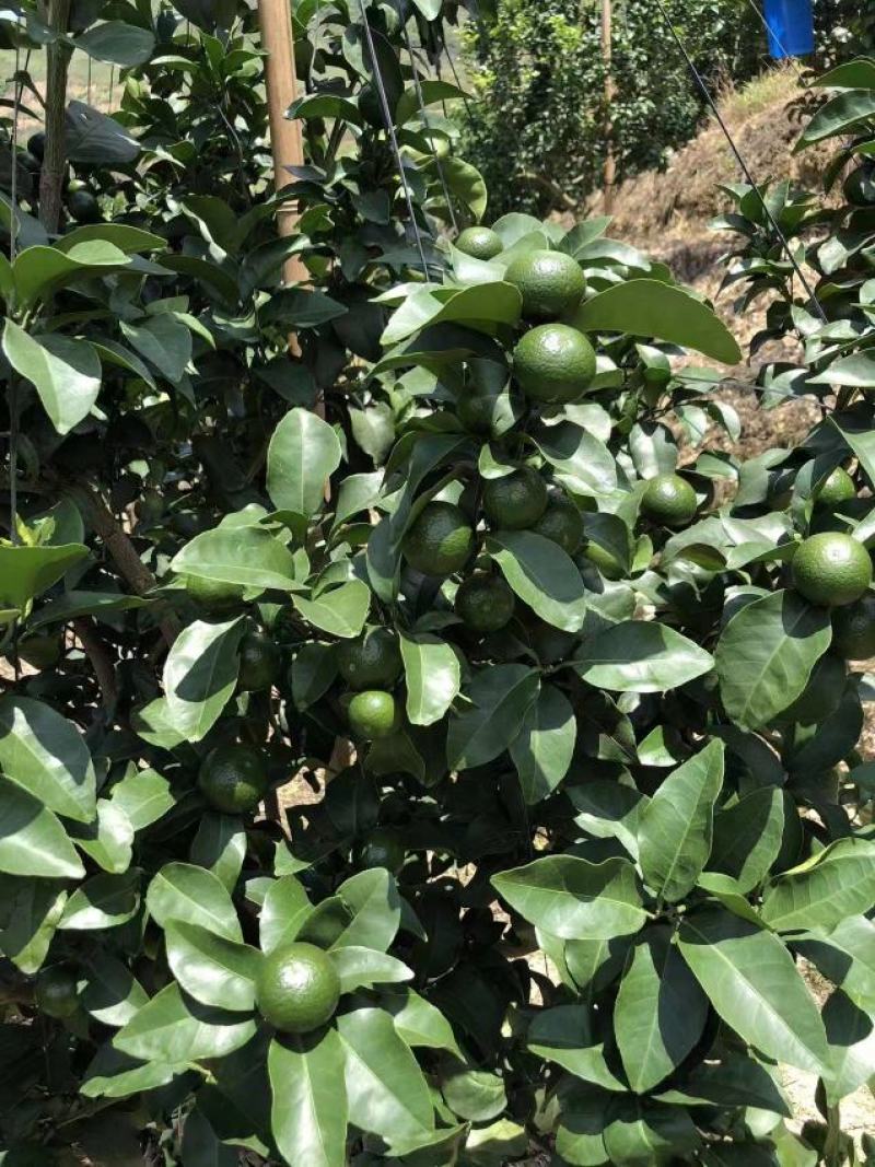 云南文山广南特早蜜橘已大量上市，金秋和脐也可以预订了