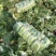 黄心白菜大量上市，现采现卖、一手货源、诚信经营，欢迎咨询