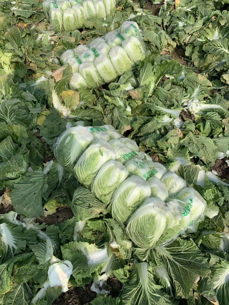 黄心白菜大量上市，现采现卖、一手货源、诚信经营，欢迎咨询