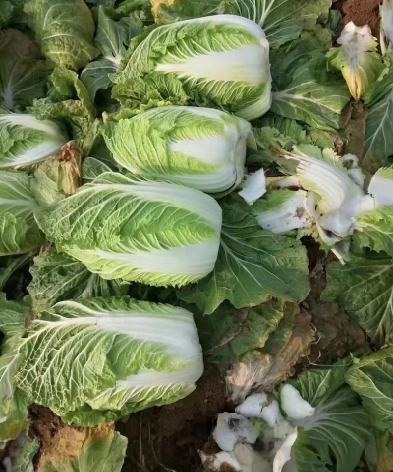 黄心白菜大量上市，现采现卖、一手货源、诚信经营，欢迎咨询