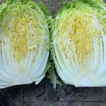 黄心白菜大量上市，现采现卖、一手货源、诚信经营，欢迎咨询