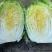 黄心白菜大量上市，现采现卖、一手货源、诚信经营，欢迎咨询