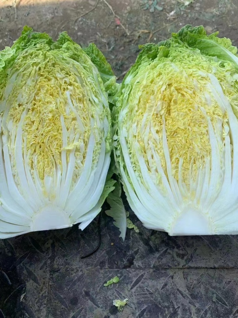 黄心白菜大量上市，现采现卖、一手货源、诚信经营，欢迎咨询