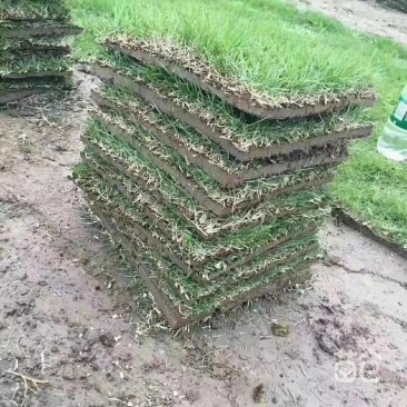 供应：马尼拉草，密度95-100尺寸21厘米
