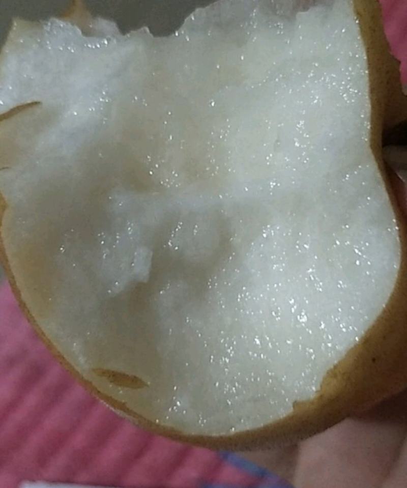 山东省莱西秋月梨华山梨黄金梨
